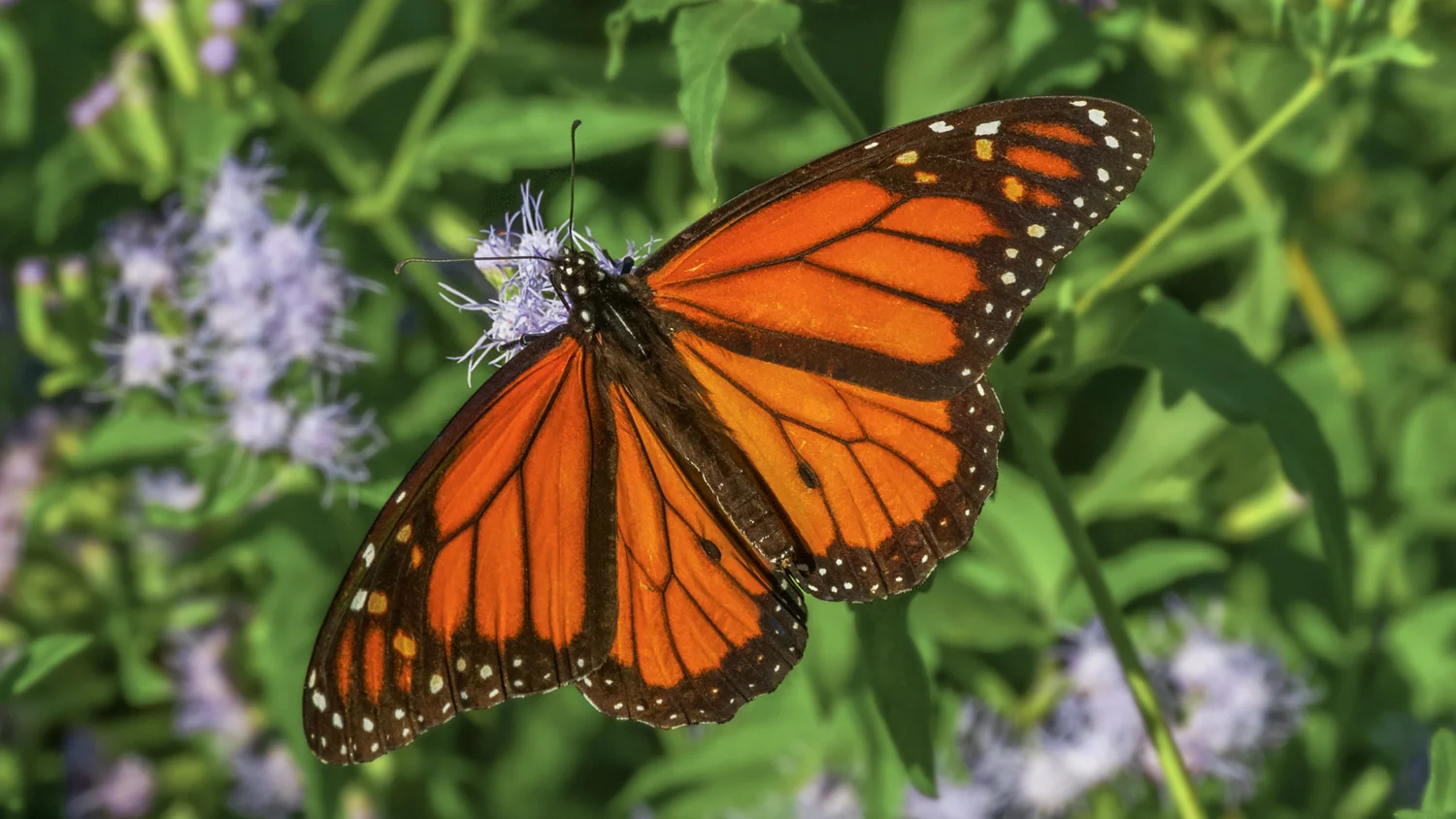Monarch Caterpillars, Chrysalis, and Butterflies