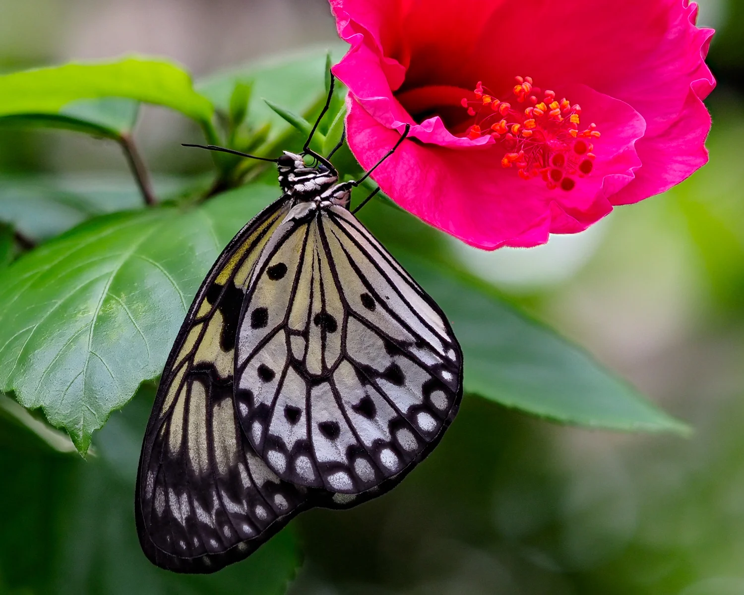 Automatic Focus Stacking with the Olympus OM-D E-M1 Mark II