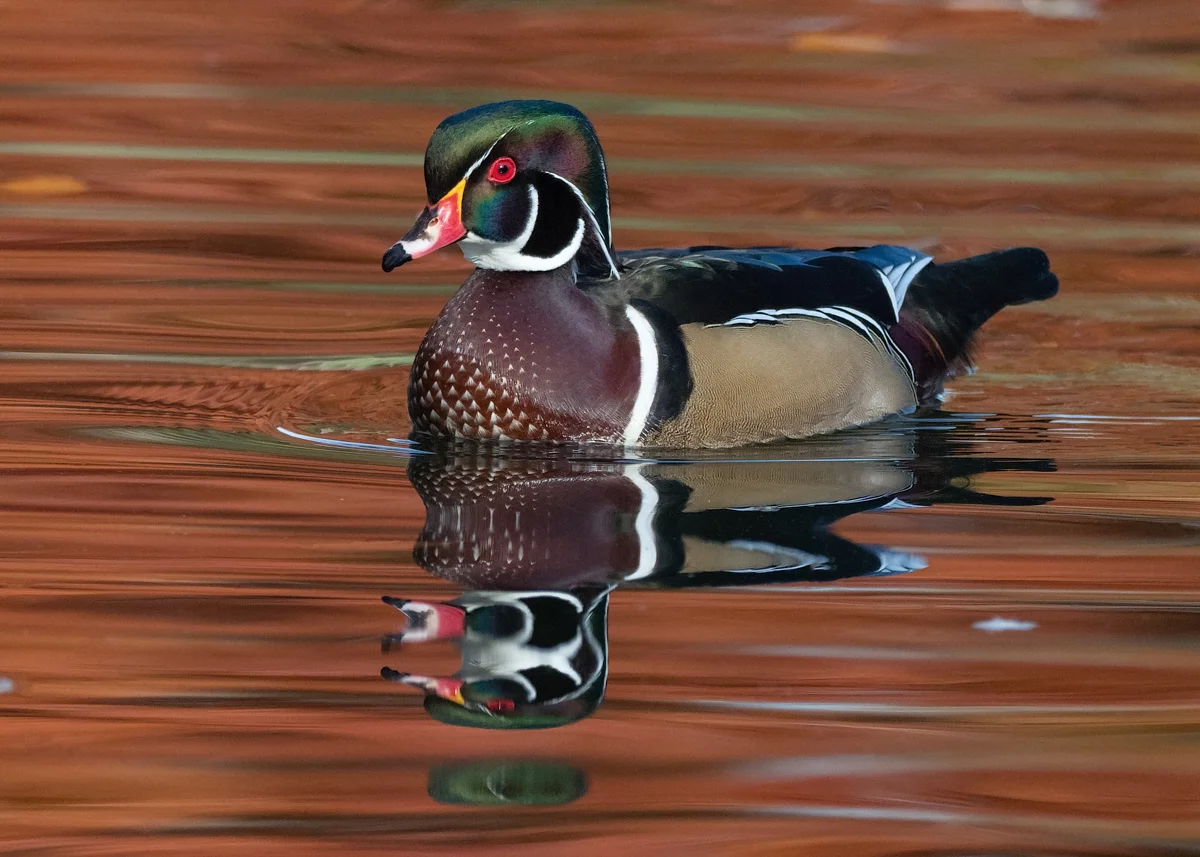Wood Ducks - The 2018 Fall Colors  Version