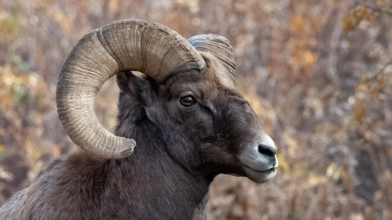 Bighorn Sheep in Waterton Canyon 