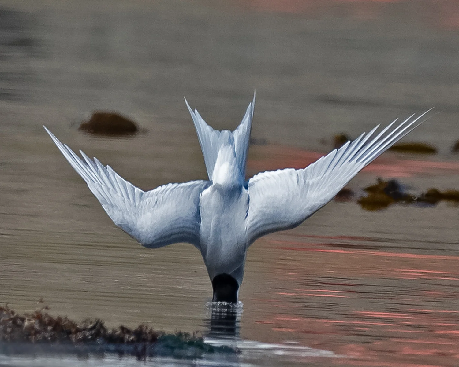 South Georgia - Falklands Expedition Report - Part 2 - Antarctic Terns
