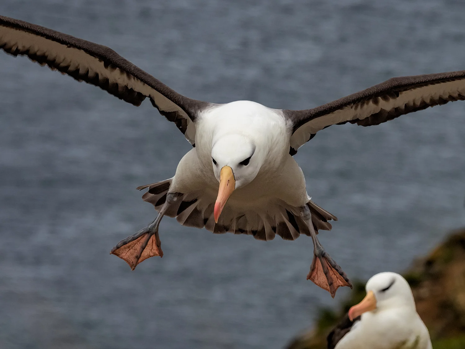 South Georgia-Falklands Expedition Report - Part 3 - Black-browed Albatross