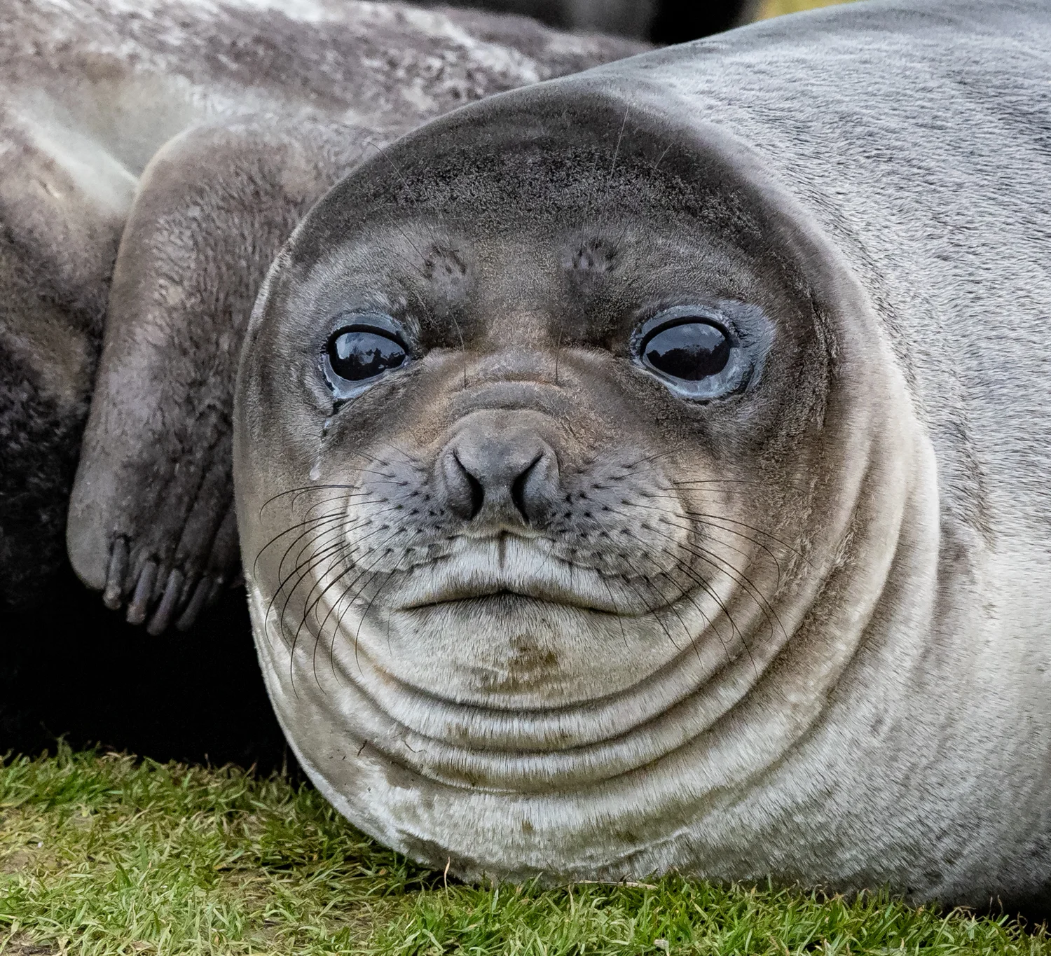 South Georgia - Falklands Expedition Report - Part 4 - Southern Elephant Seal