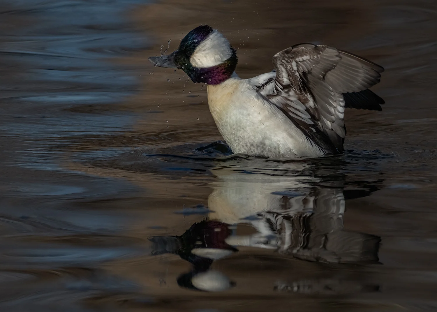 Jan. 10 visit to Sterne Park in Littleton, CO