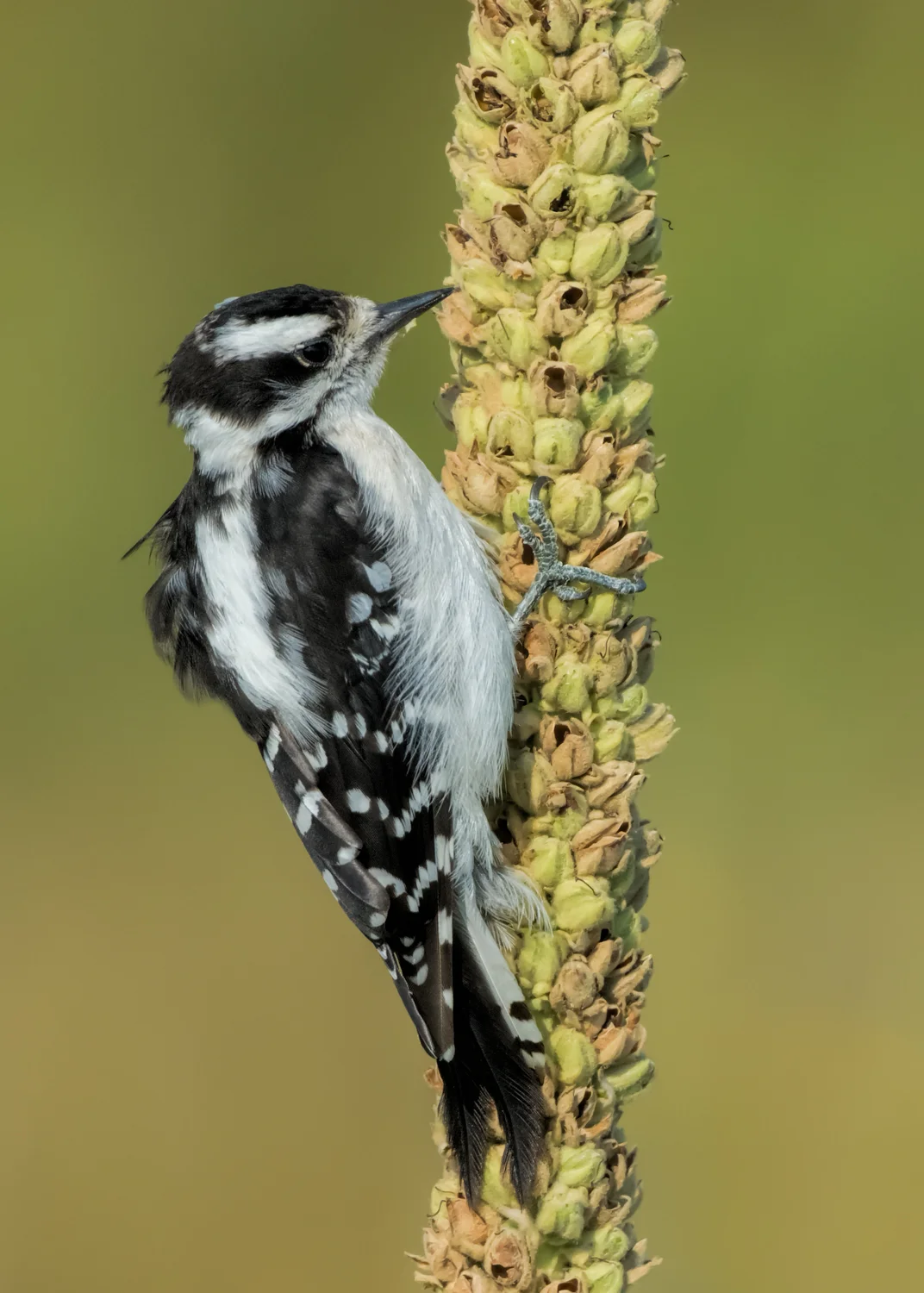 Downy Woodpecker - zygodactyl feet