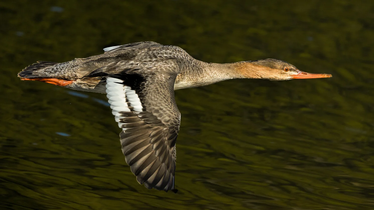Feathered Factlet - Flight Speed of Red-breasted Merganser