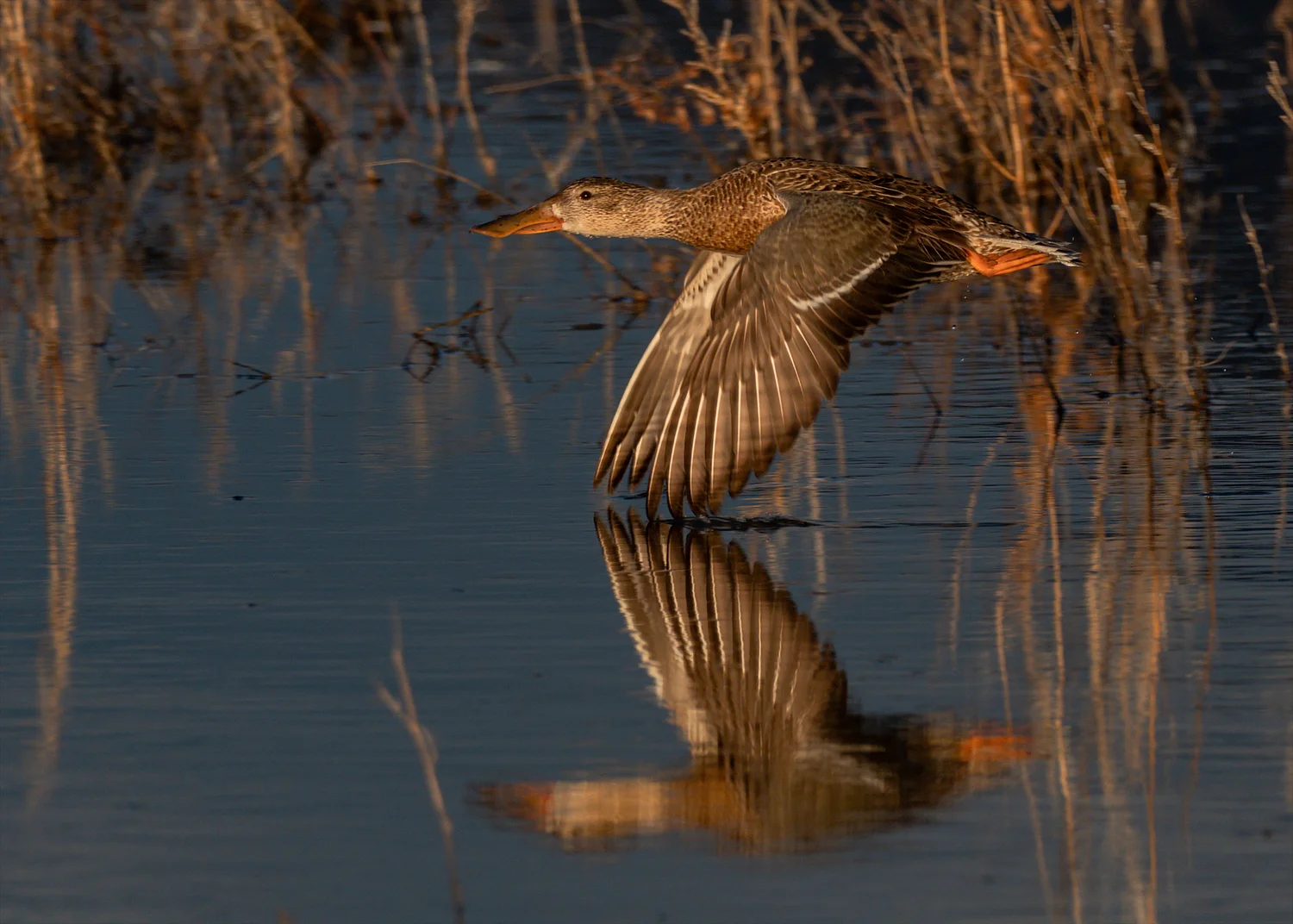 Bosque del Apache NWR - Feb. 2019 