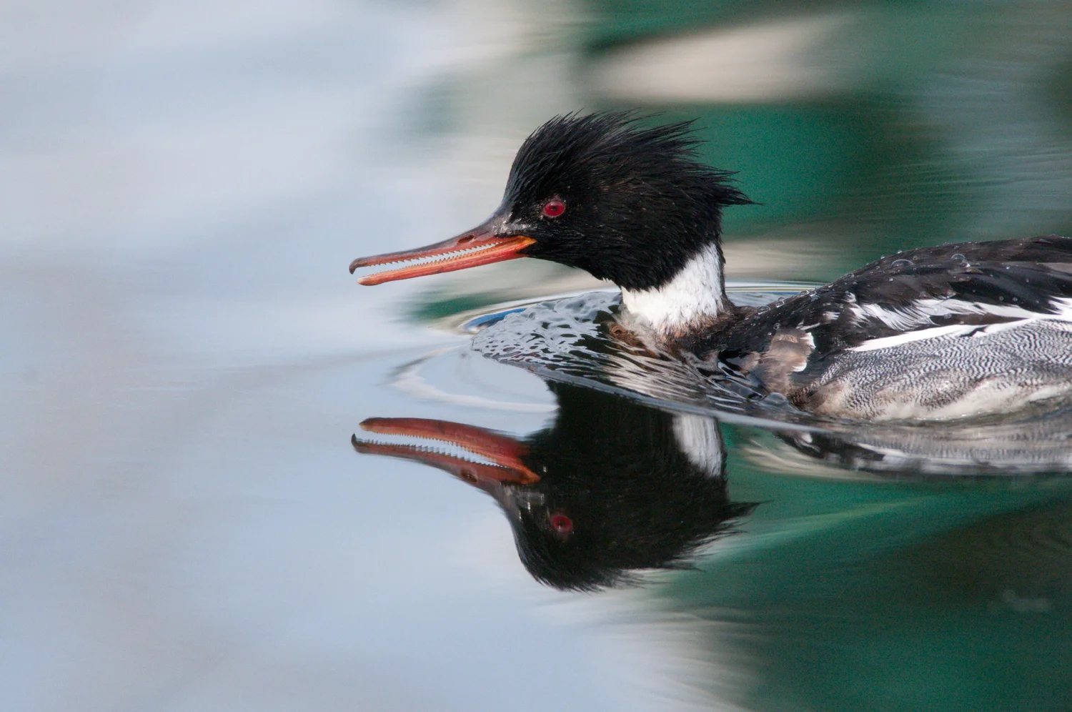 Birds are Beautiful - Shapes (beaks)