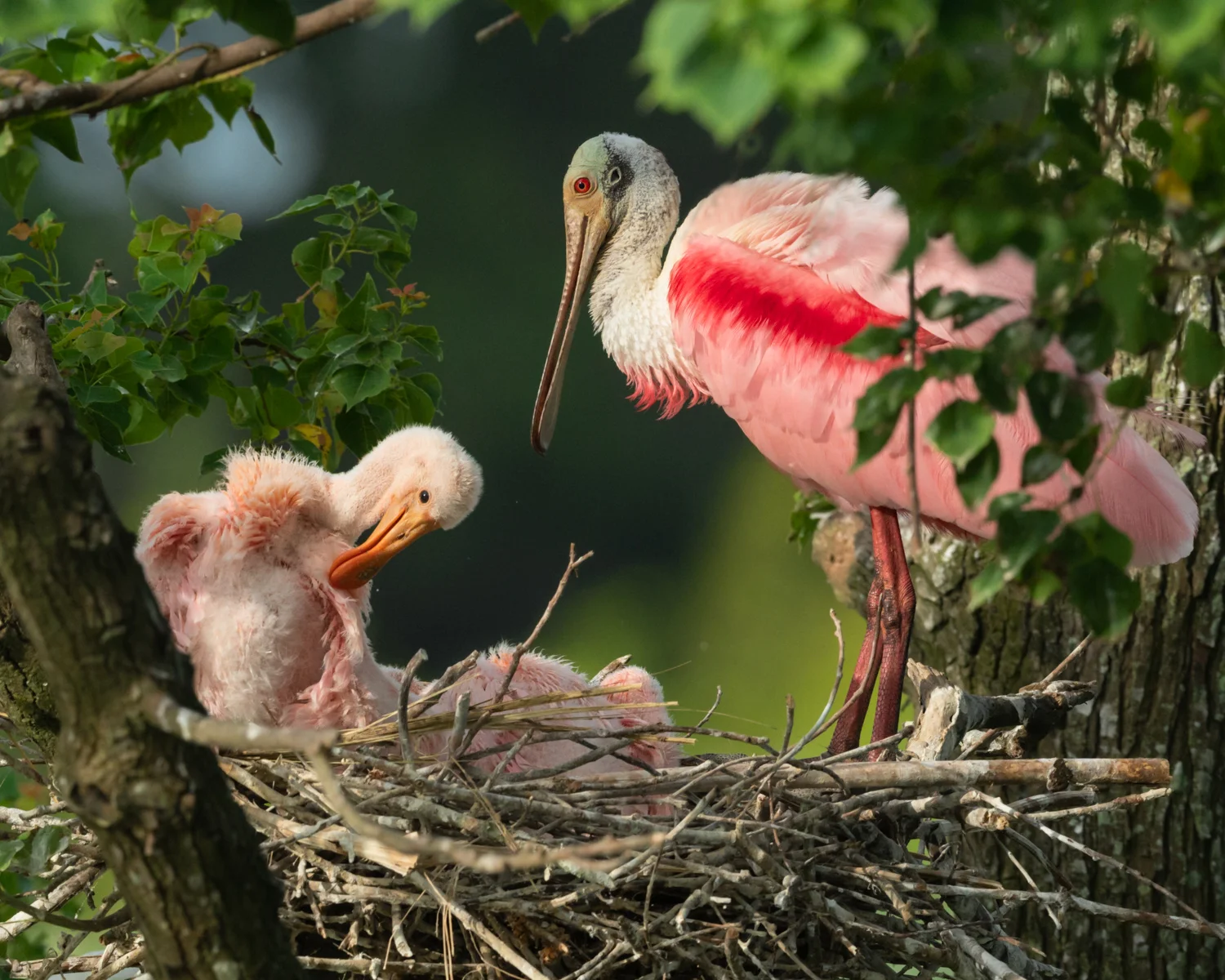 Five photos from a rookery near Abbeville Louisiana