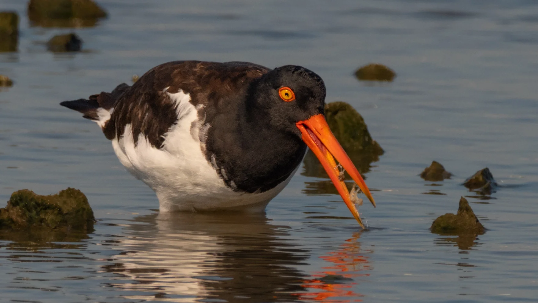American Oystercatcher - Bolivar Peninsula (TX) - September 2019
