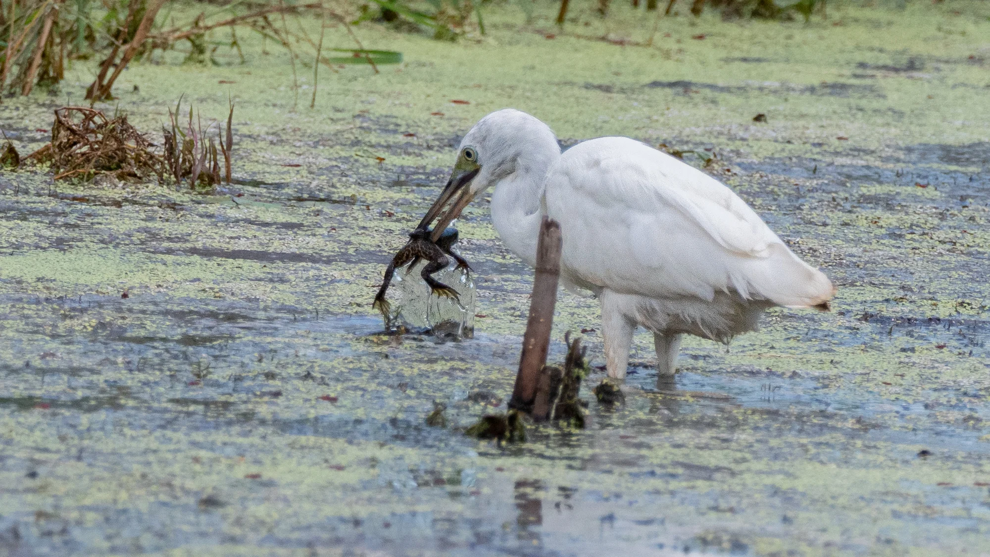 Meal Time - Immature Little Blue Heron - Anahuac NWR (TX) - Sept. 9, 2019