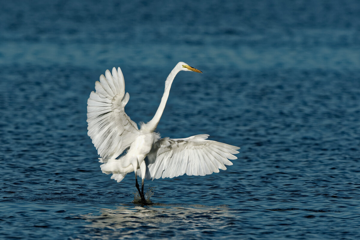 Elusive Egret-1.jpg