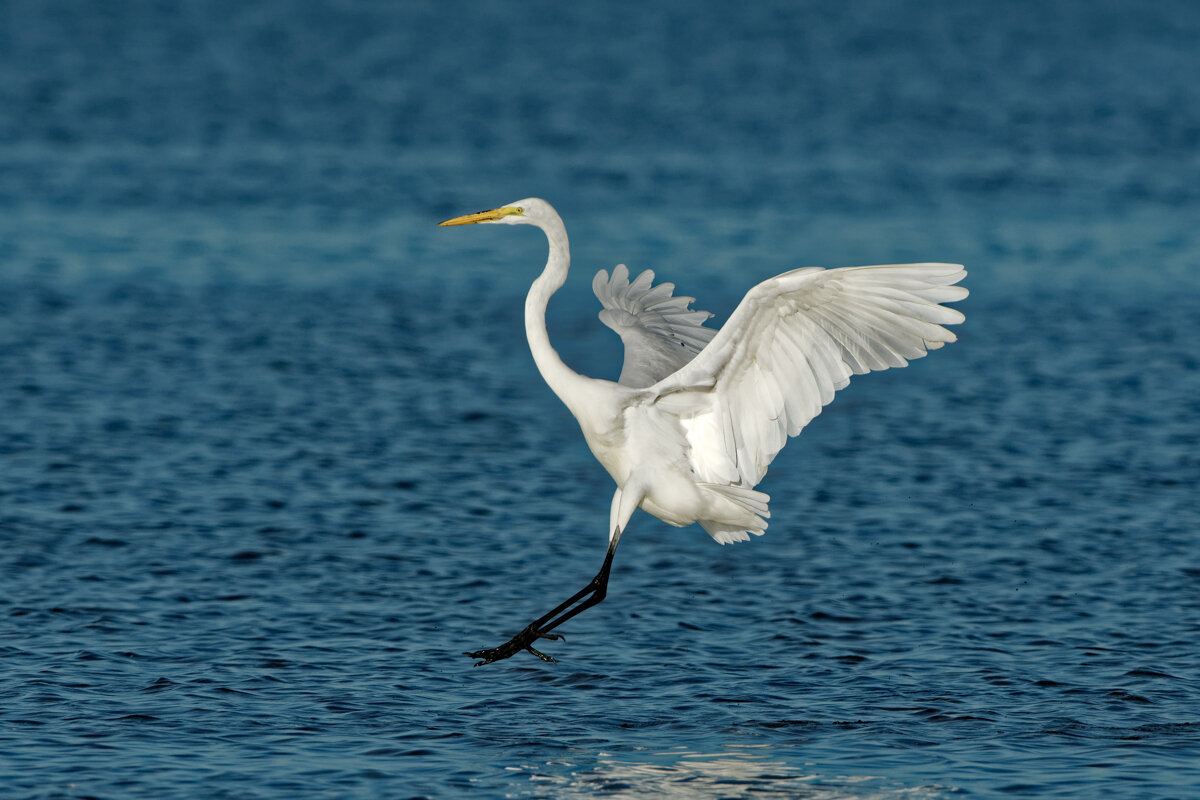 Elusive Egret-3.jpg
