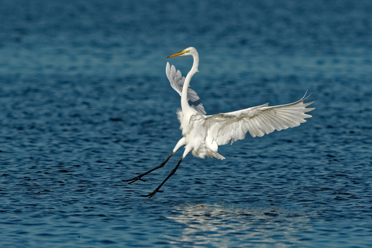 Elusive Egret-7.jpg