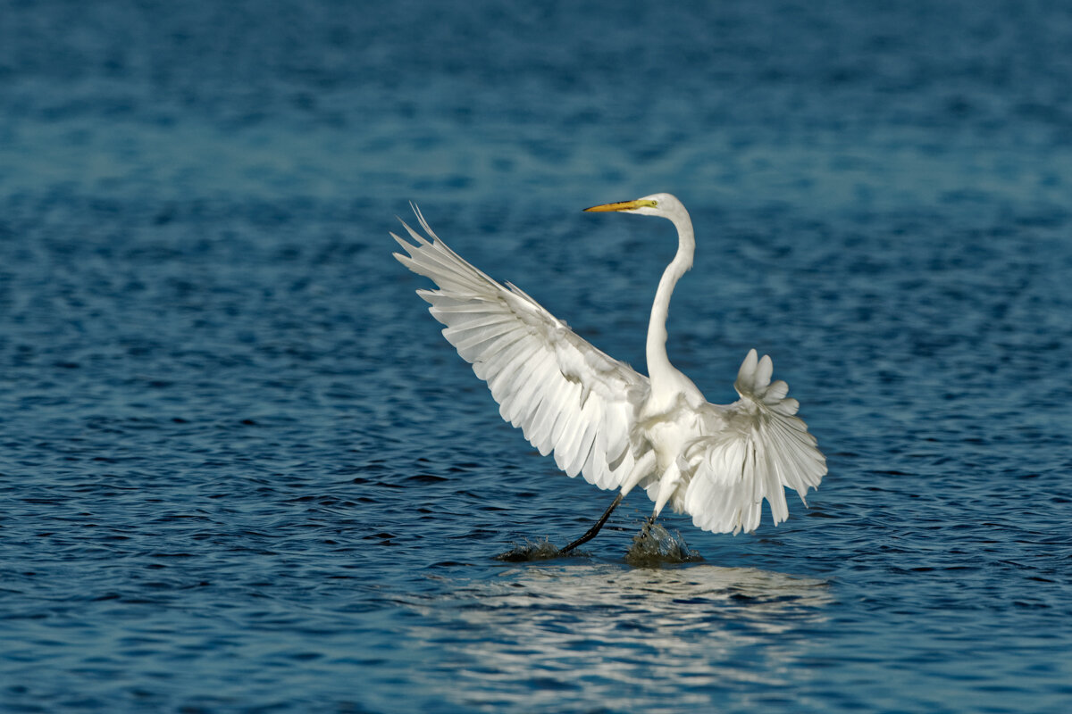 Elusive Egret-8.jpg