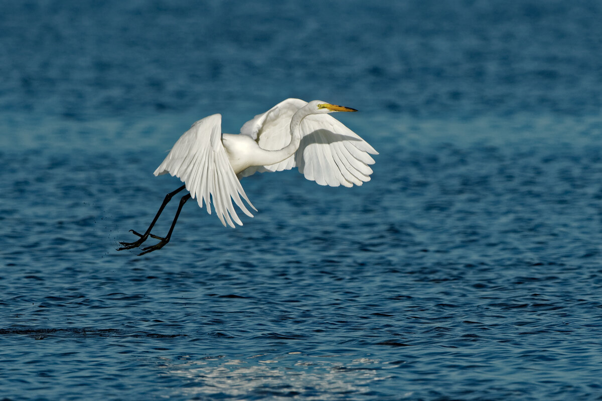 Elusive Egret-9.jpg