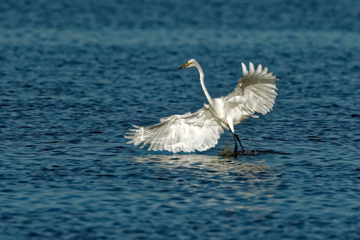 Elusive Egret-11.jpg
