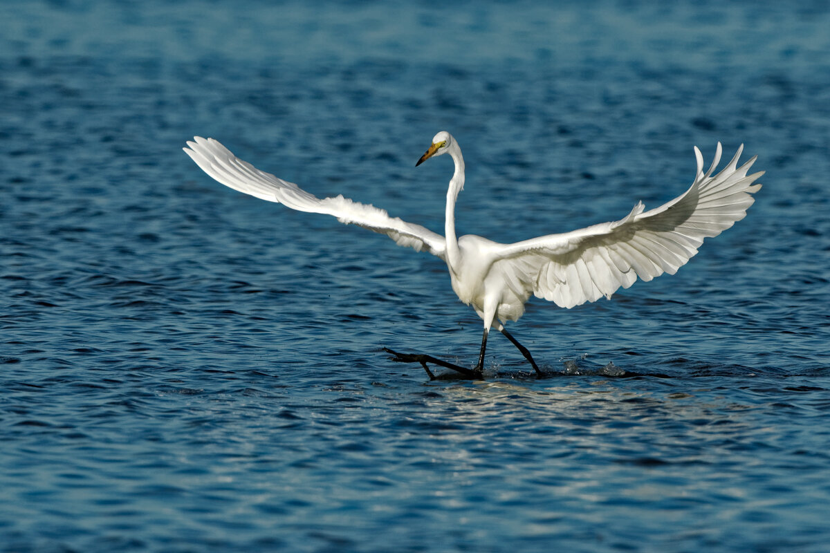 Elusive Egret-14.jpg