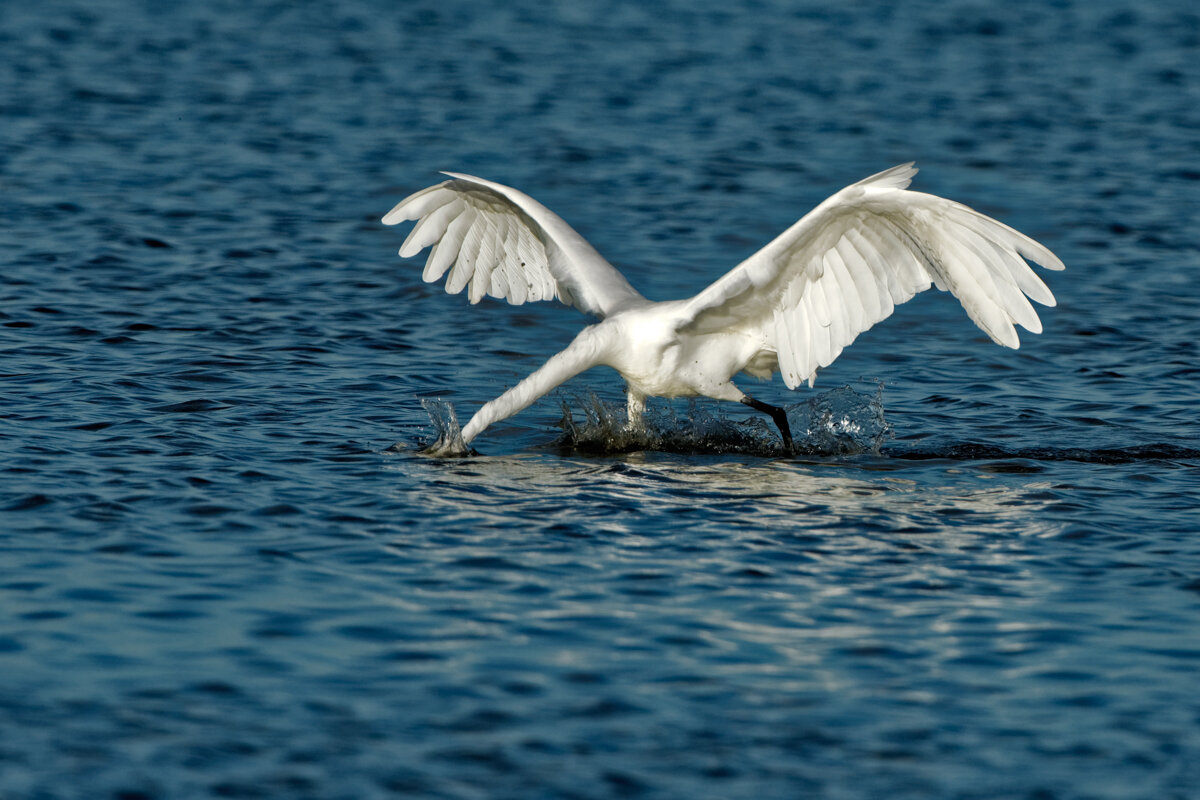 Elusive Egret-15.jpg