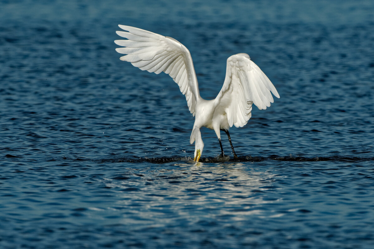 Elusive Egret-16.jpg