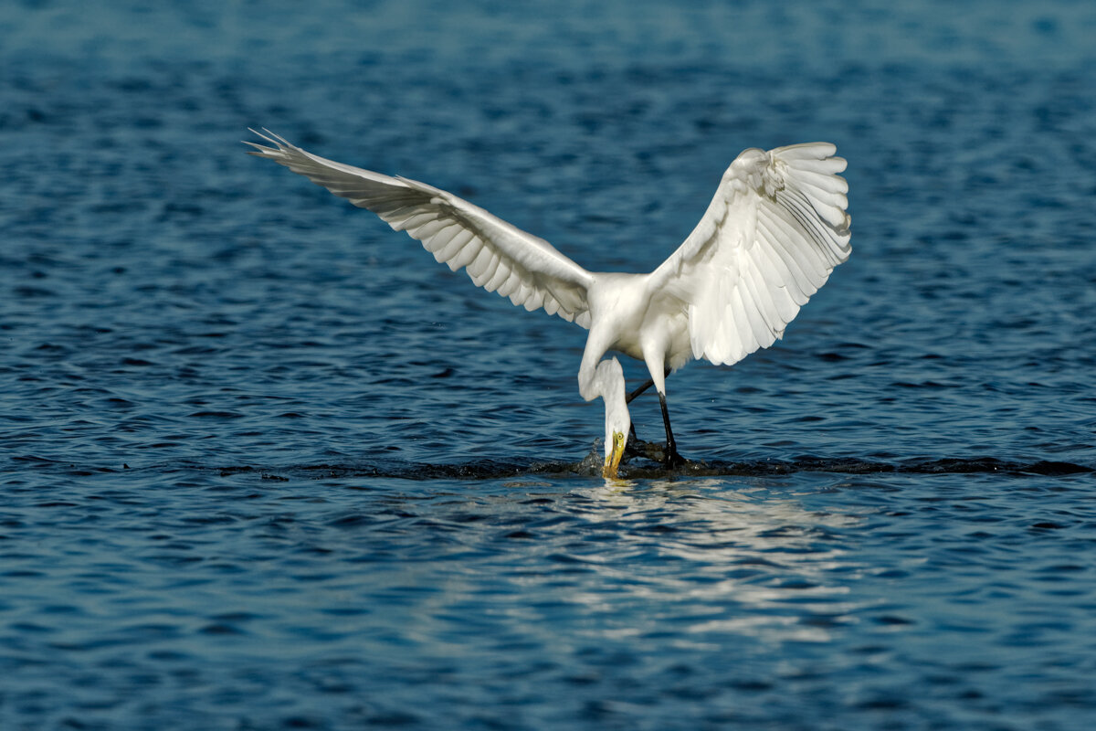 Elusive Egret-17.jpg