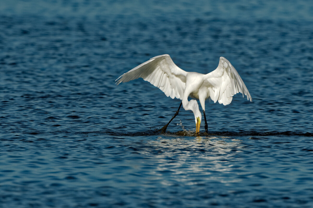 Elusive Egret-18.jpg