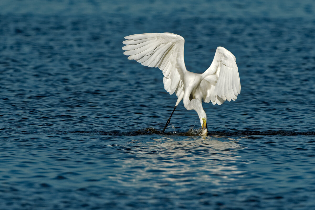 Elusive Egret-19.jpg