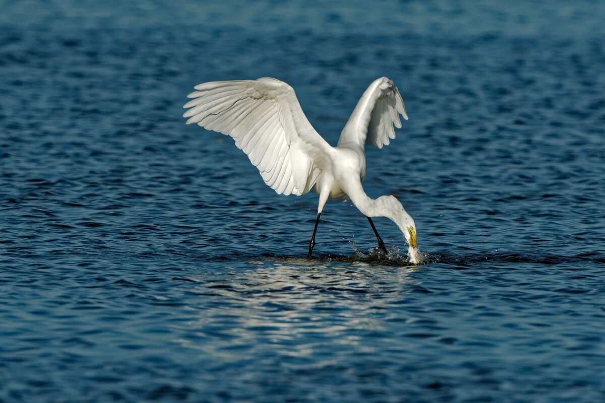 Elusive Egret-20.jpg