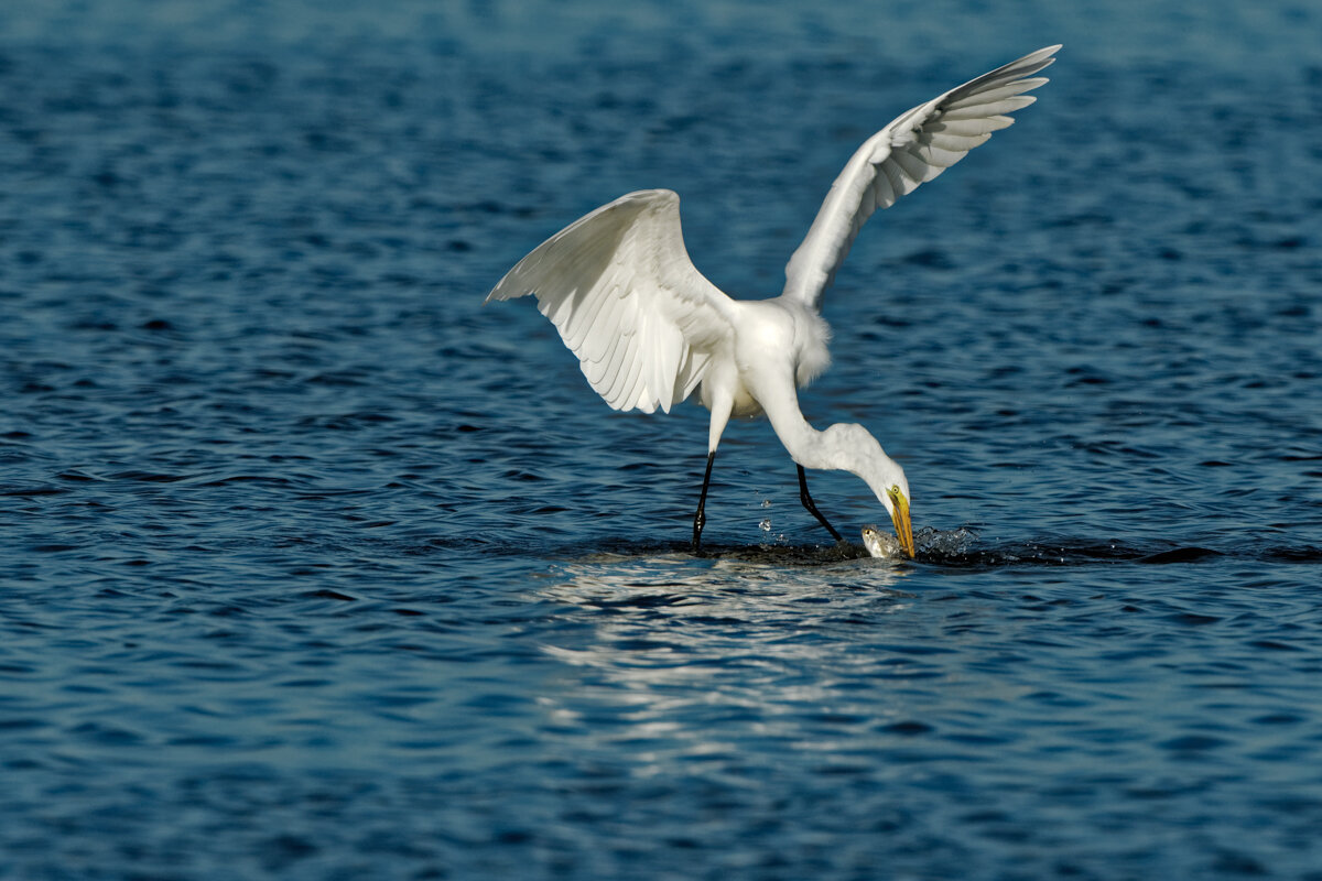 Elusive Egret-21.jpg