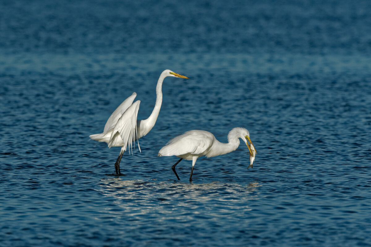 Elusive Egret-25.jpg