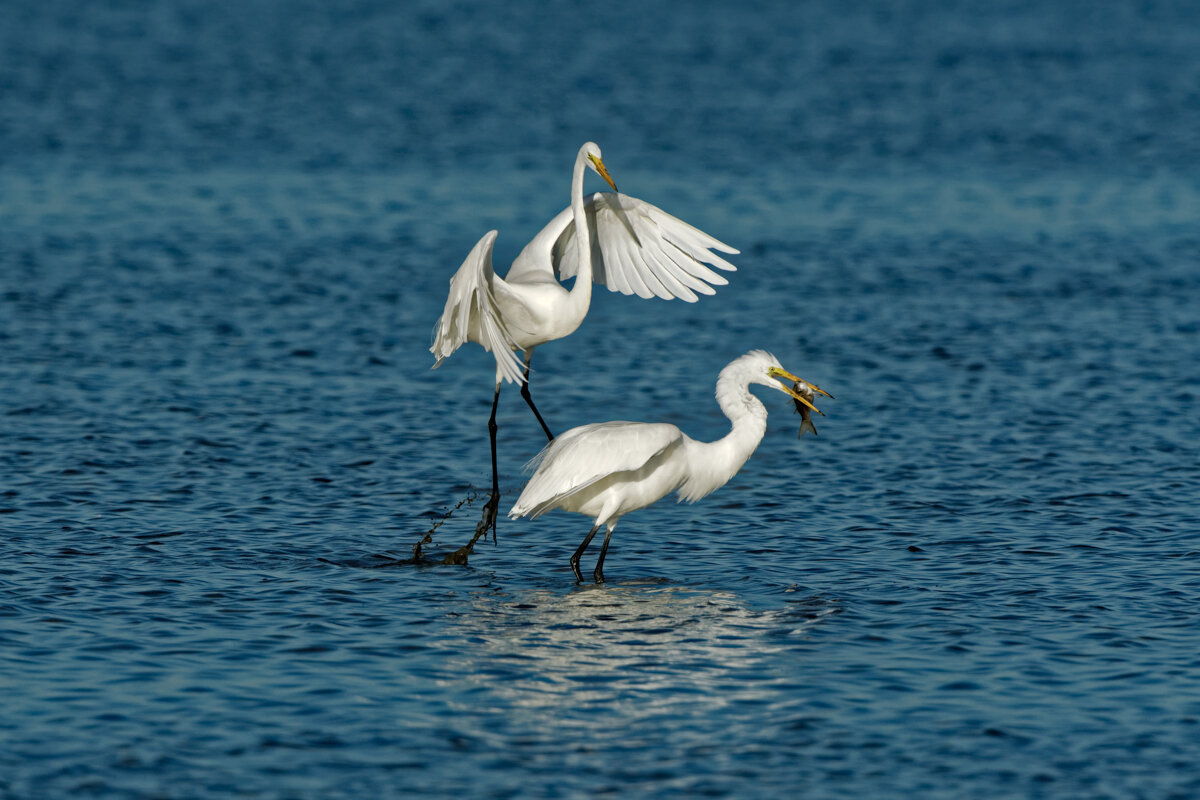 Elusive Egret-26.jpg