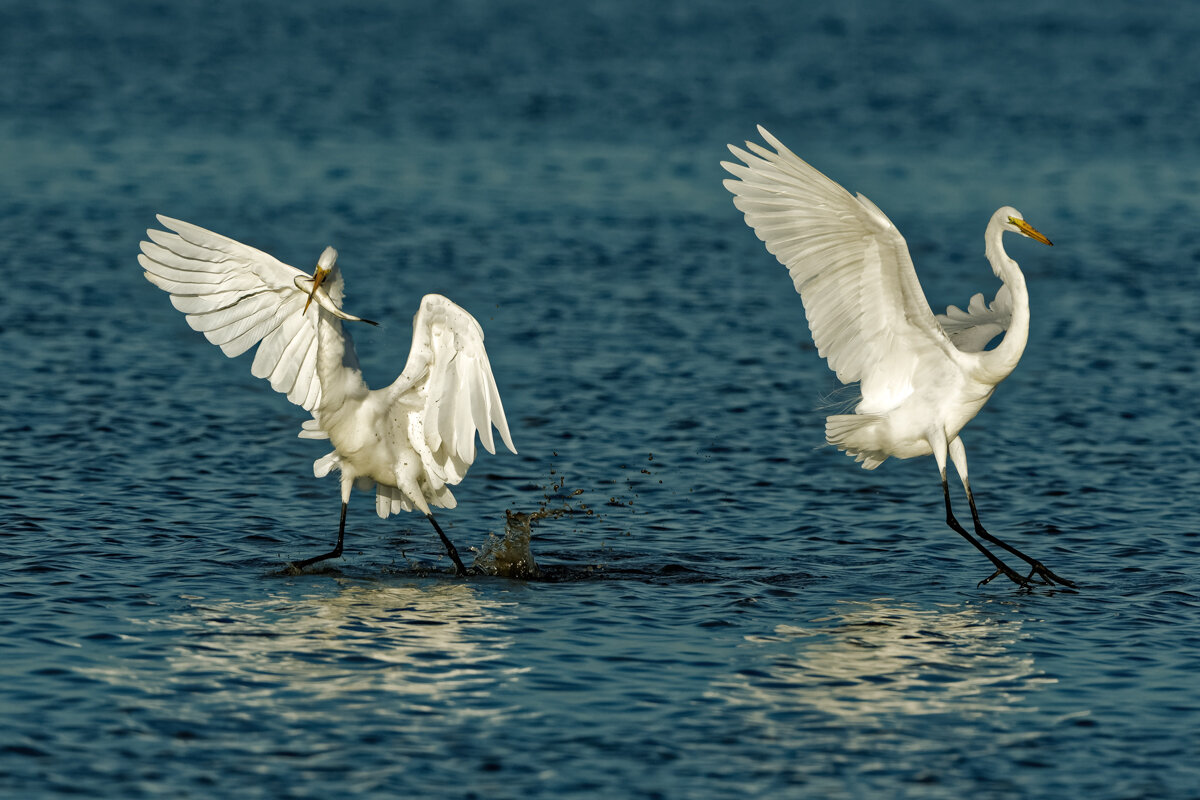 Elusive Egret-30.jpg