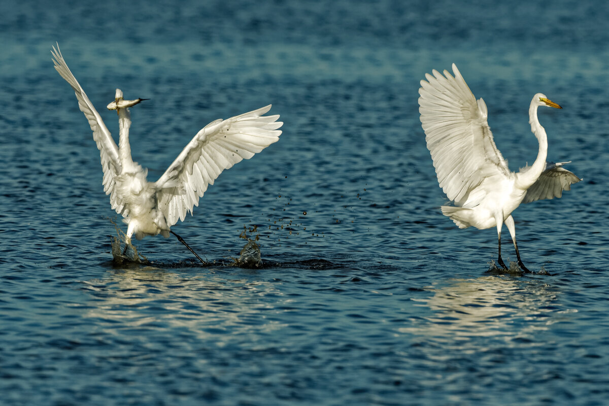 Elusive Egret-31.jpg