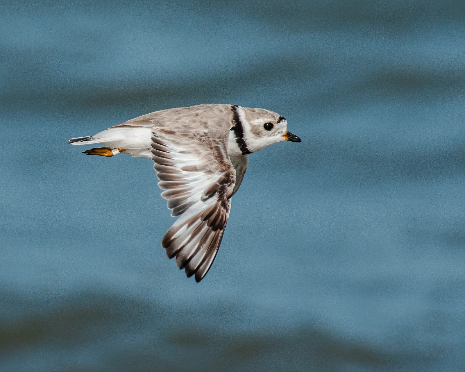 Updating Galleries - Piping Plover