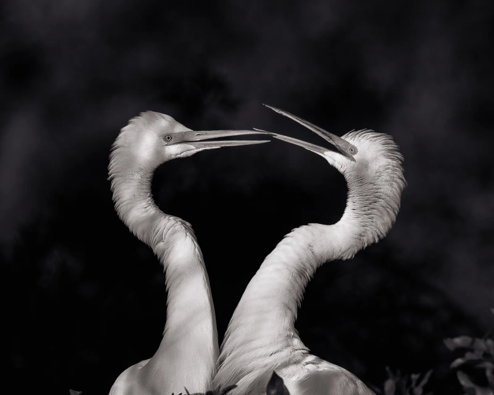 Black and White version of Great Egret Images