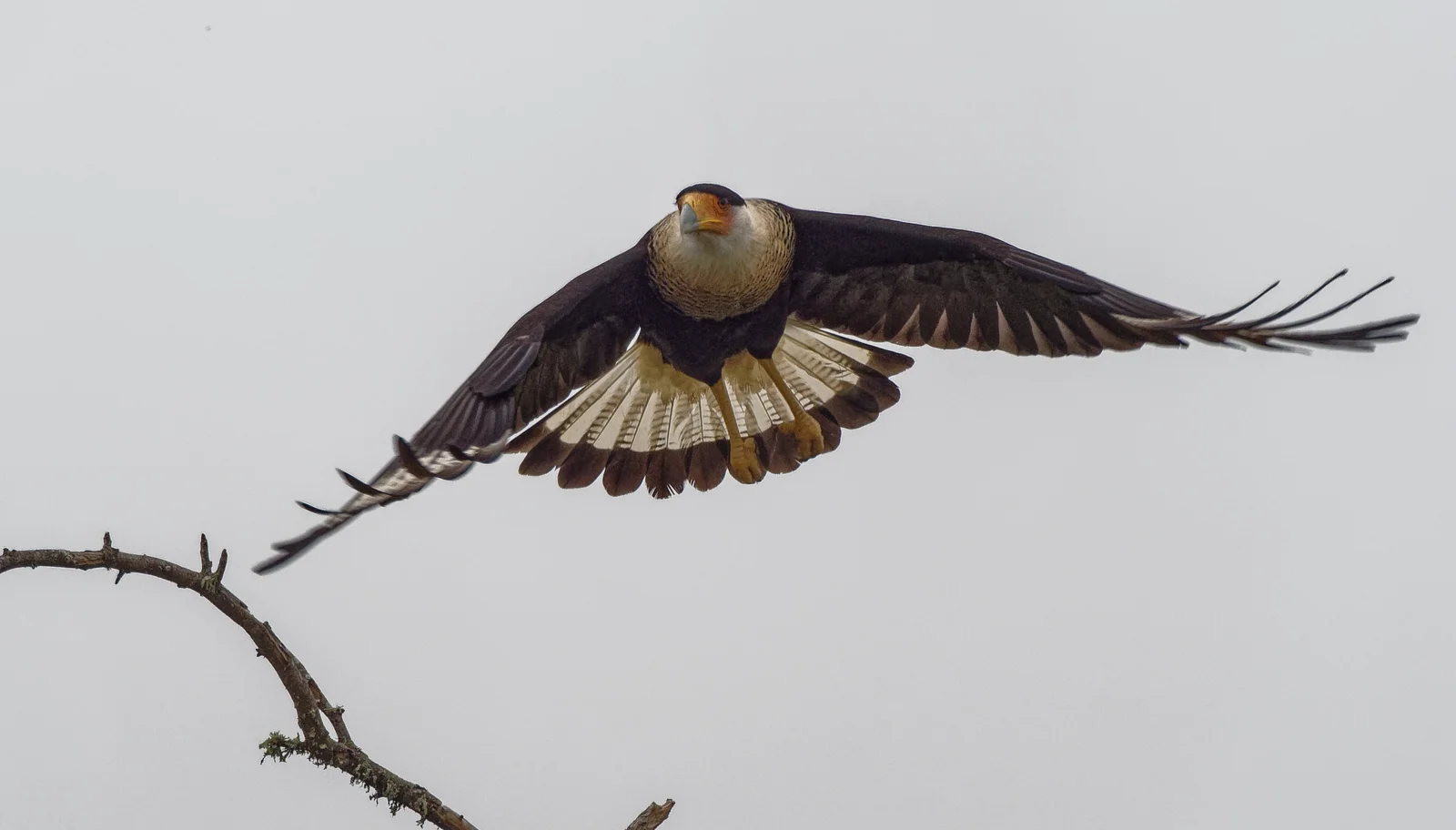 Crested Caracara (continued)