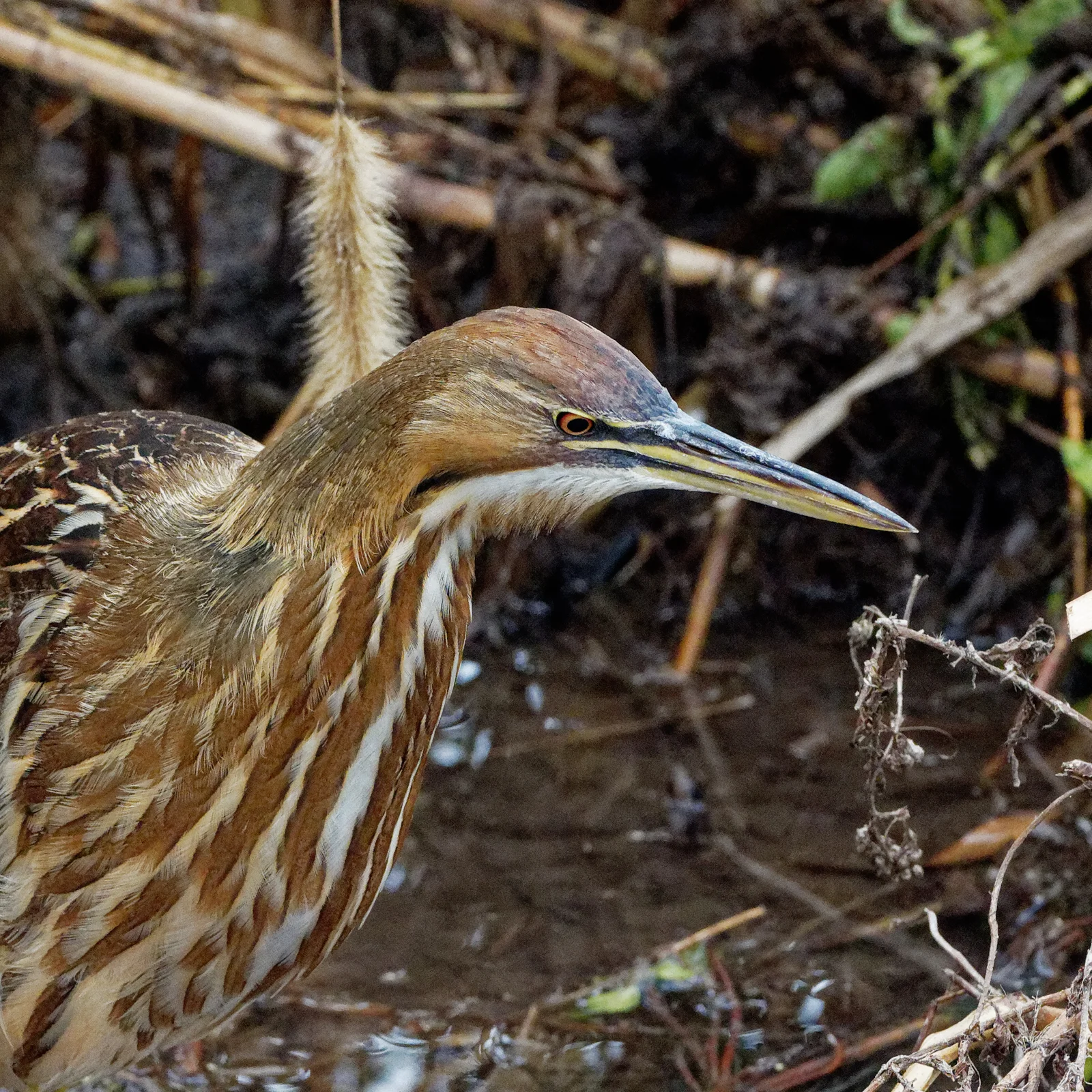 American Bitterns - Gulf coast of Texas - November 2019