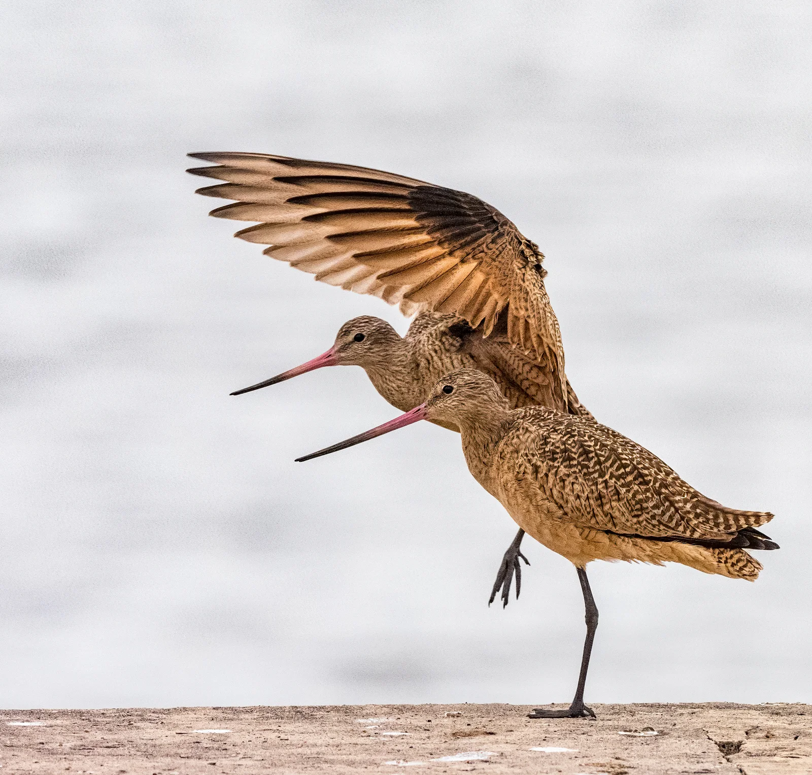 Marbled Godwits - Bolivar Peninsula (TX) - November 2019