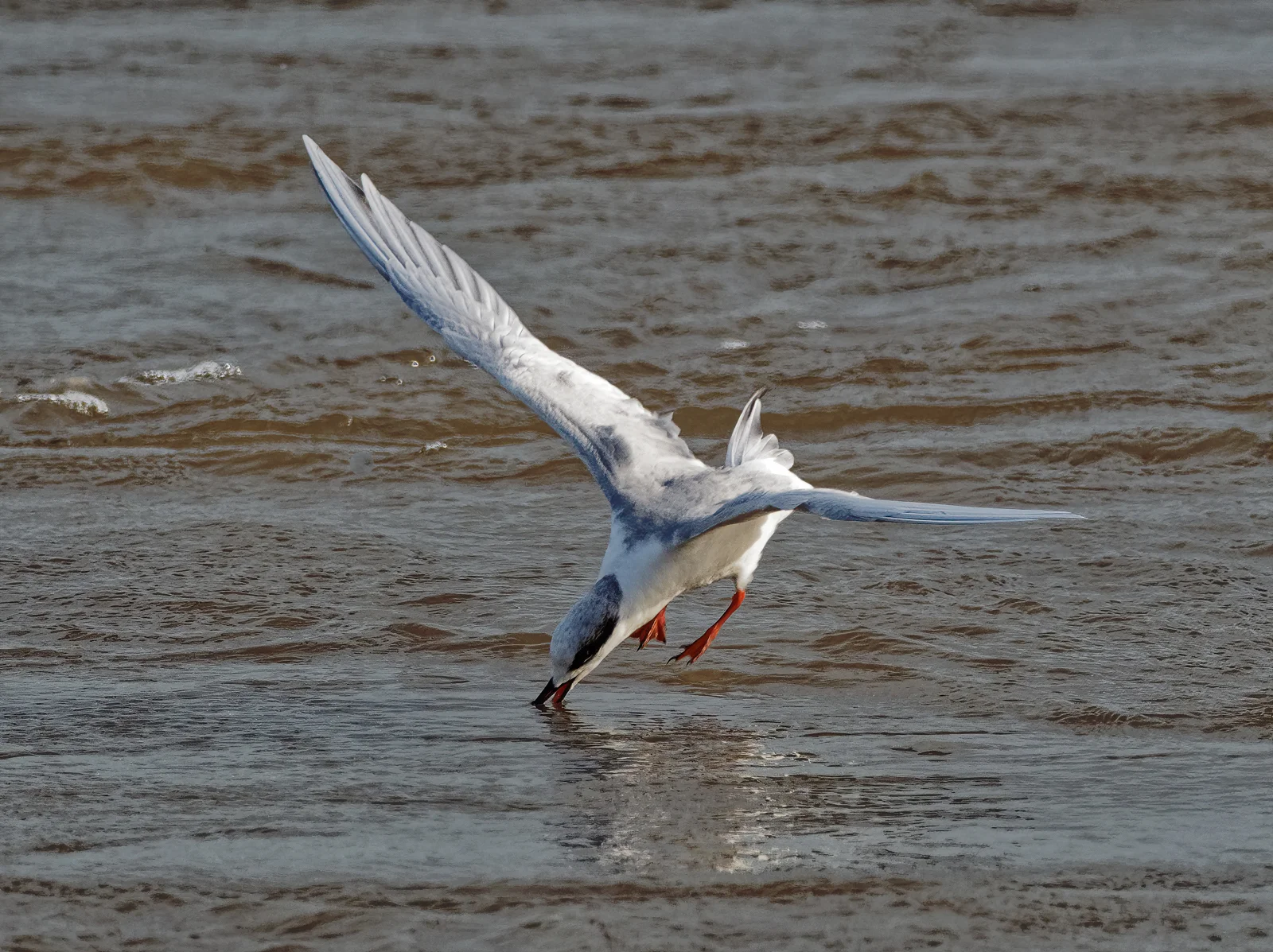 Forster's Tern Diving Sequence - Frenchtown Road (TX) - November 2019