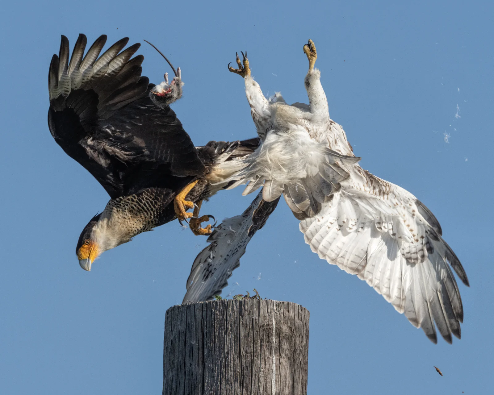Red-tailed Hawk & Crested Caracara Interaction - Bolivar Peninsula (TX) - Nov. 2019