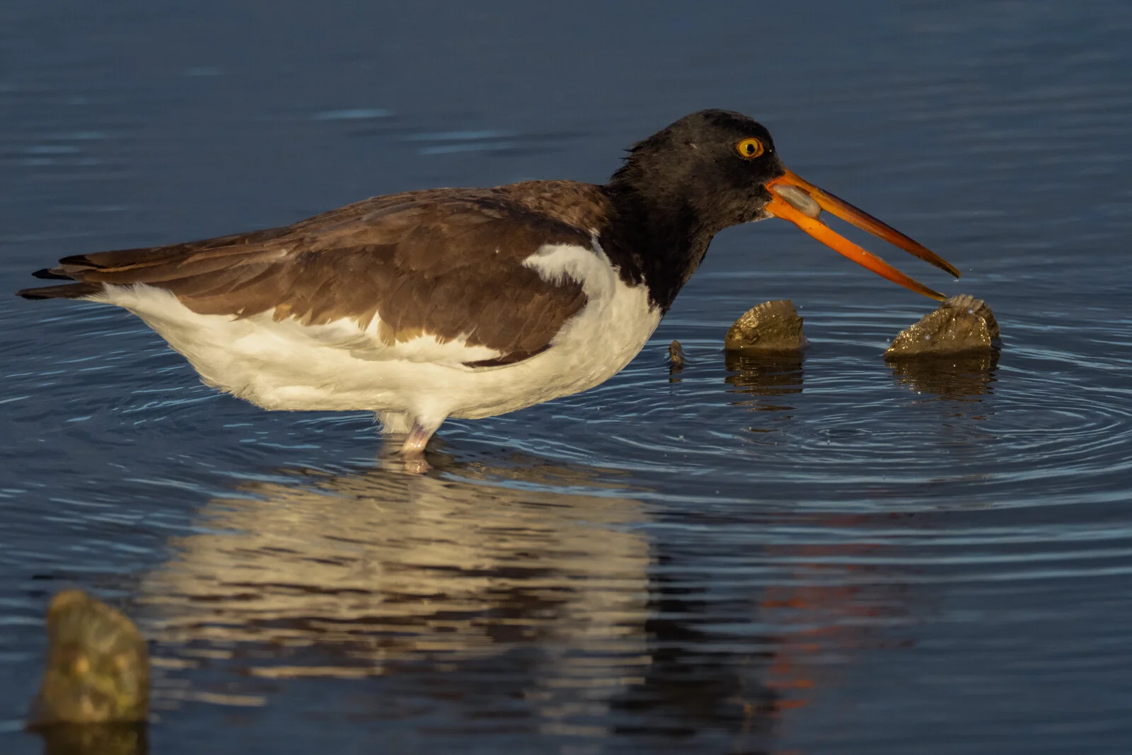 O Oystercatcher, Oystercatcher wherefore did thou get thine name?