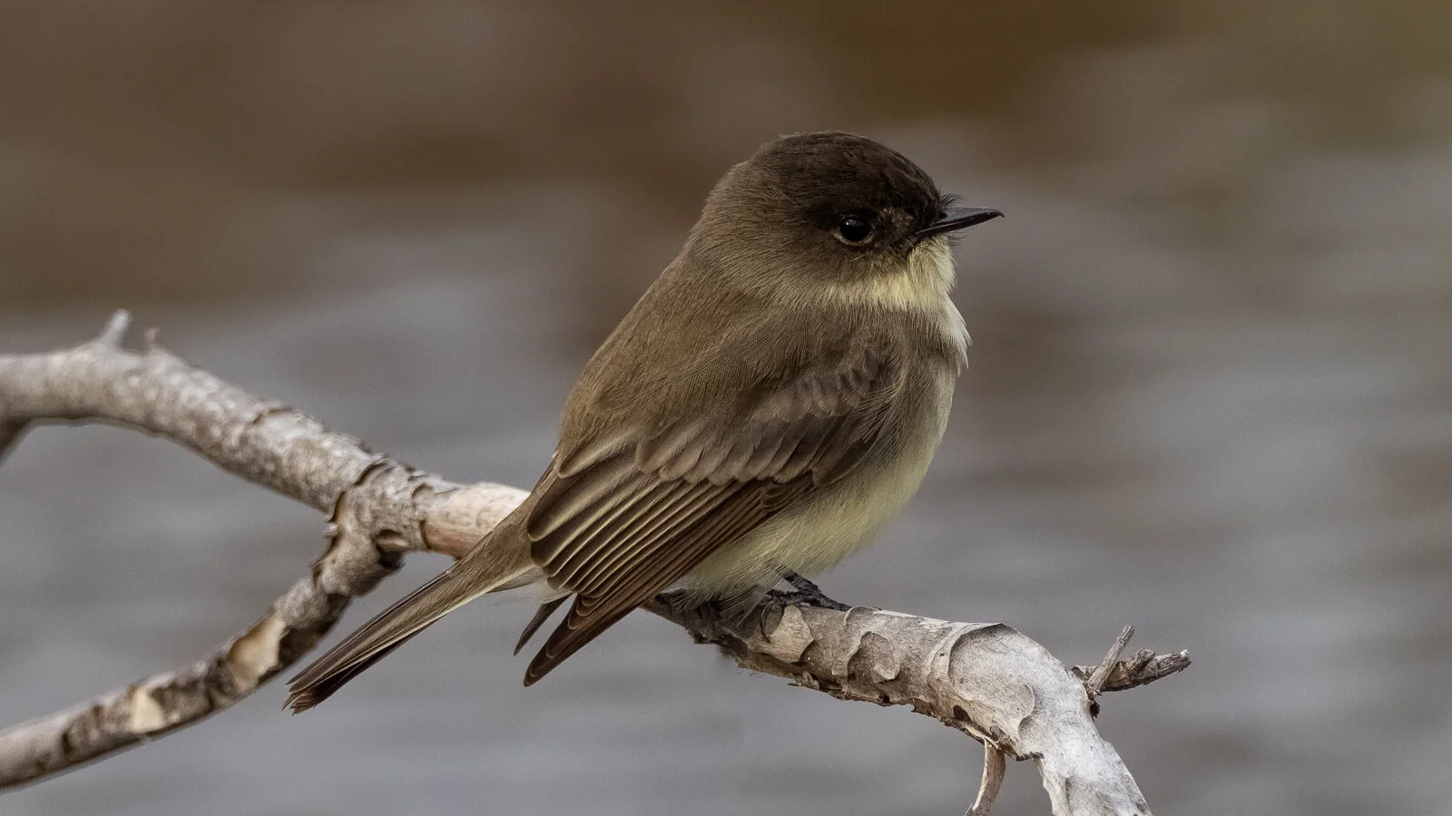Nine images of birds seen on my visit to the Gulf Coast of Texas in Nov. 2019