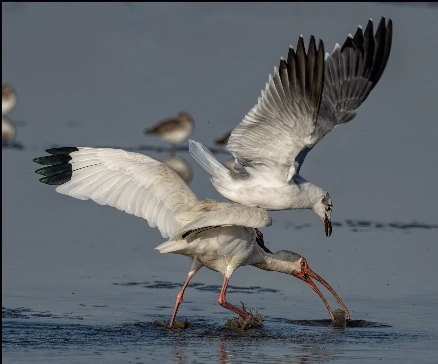 White Ibis/Laughing Gulls competing for a Blue Crab (Callinectes sapidus)