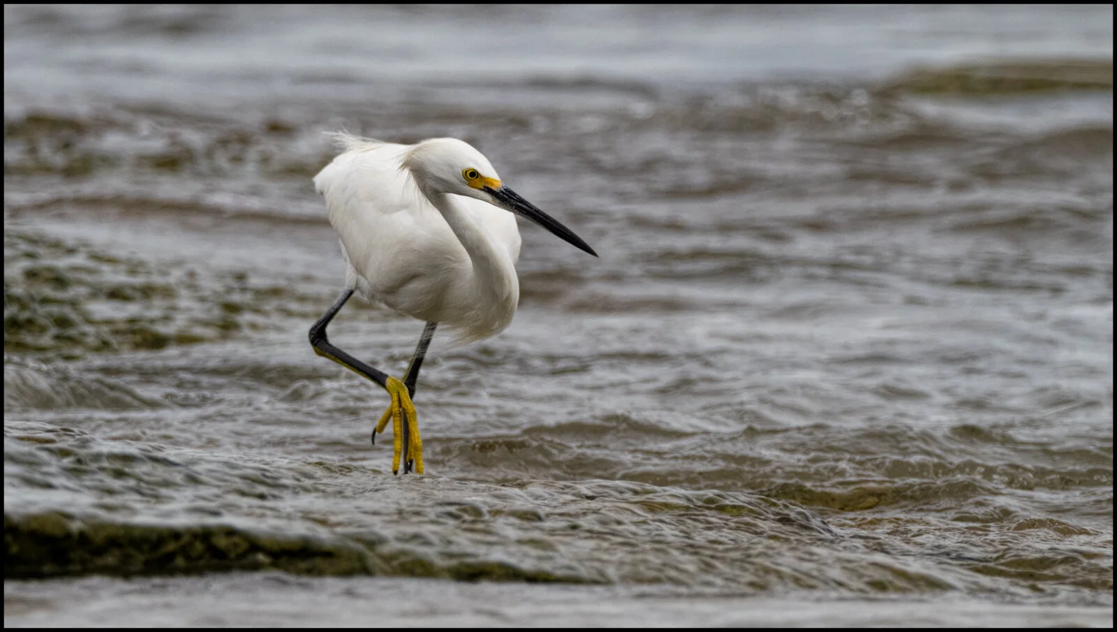 Snowy Egret "keepers" from my November 2019 trip to the Bolivar Peninsula (TX)