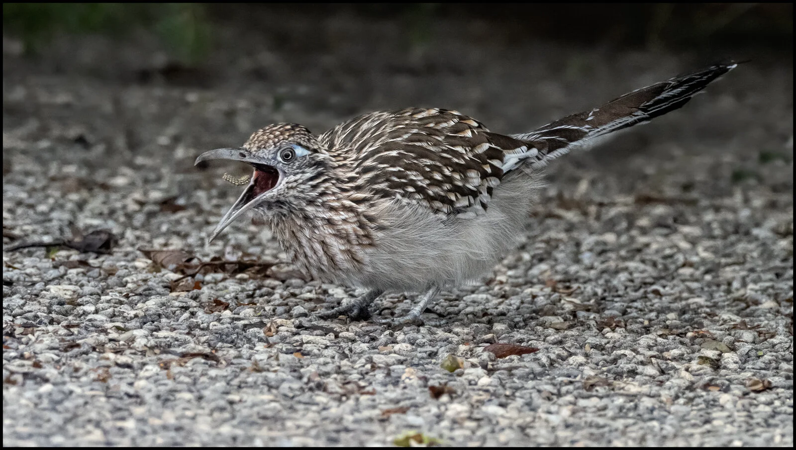 Greater Roadrunner at Choke Canyon State Park (TX)