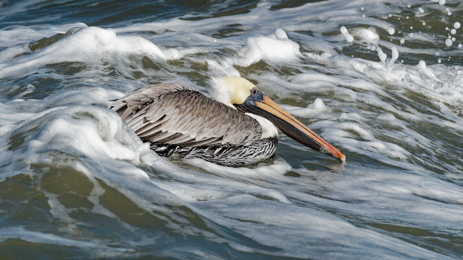 Brown Pelicans - Mustang Island State Park (TX) - November 1, 2019