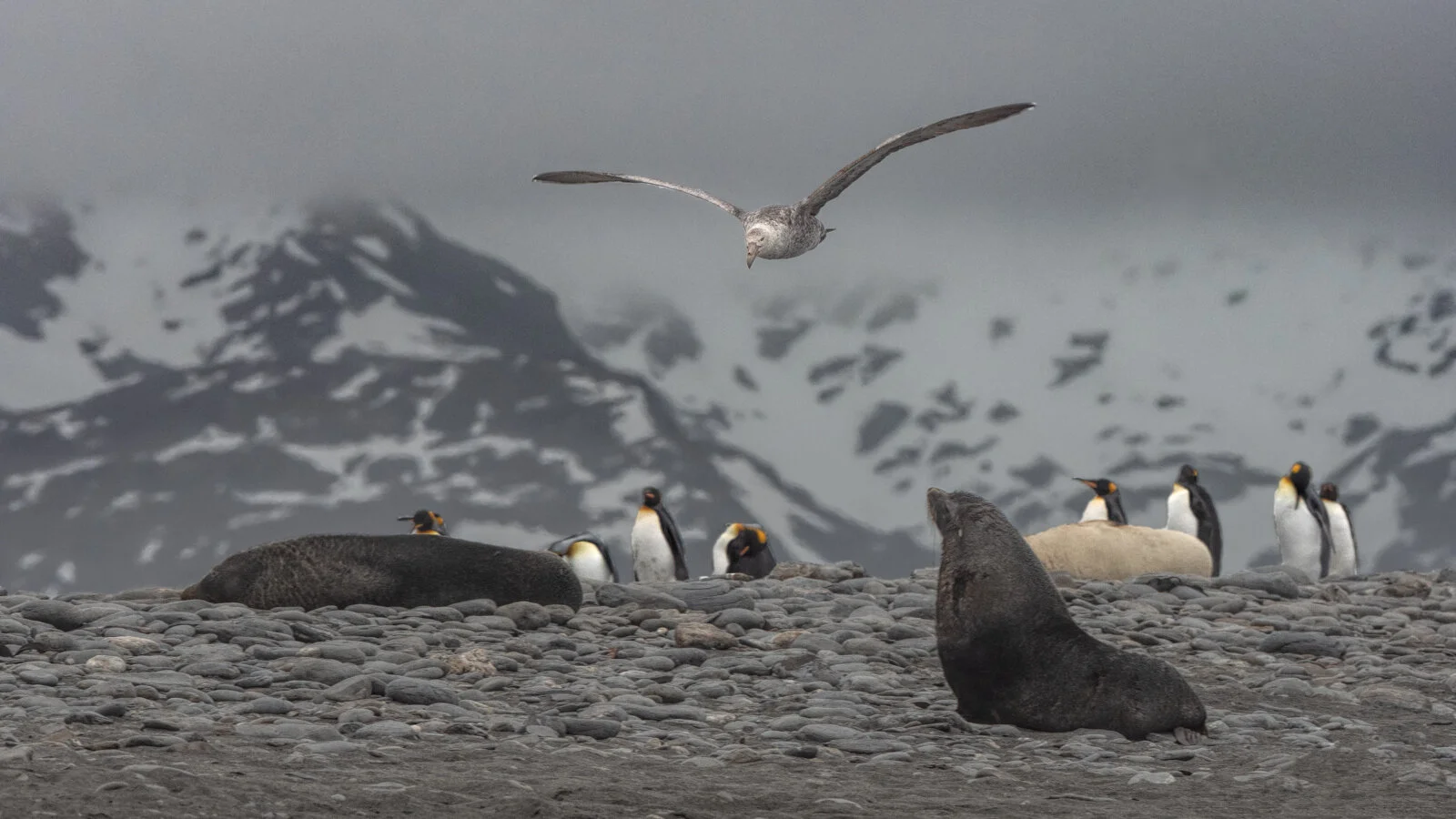South Georgia - Falklands Expedition Report - Part 9 - Assorted