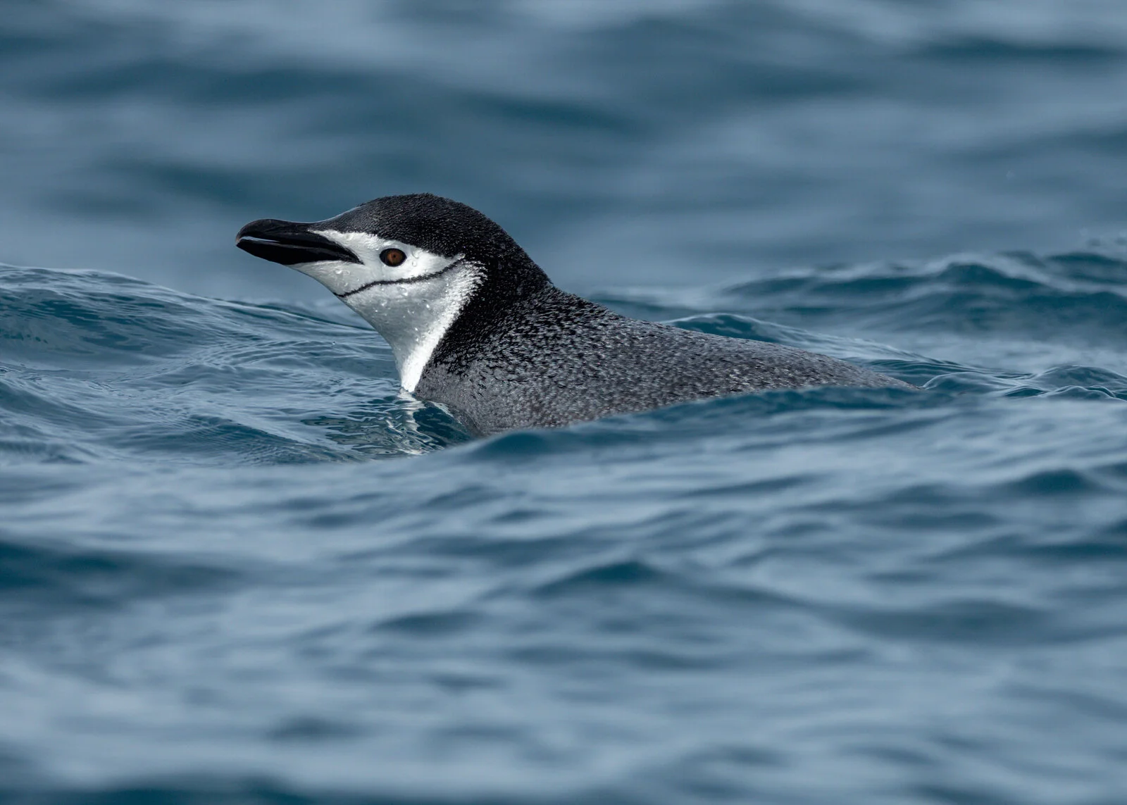 South Georgia - Falklands Expedition Report - Part 10 - More Penguins