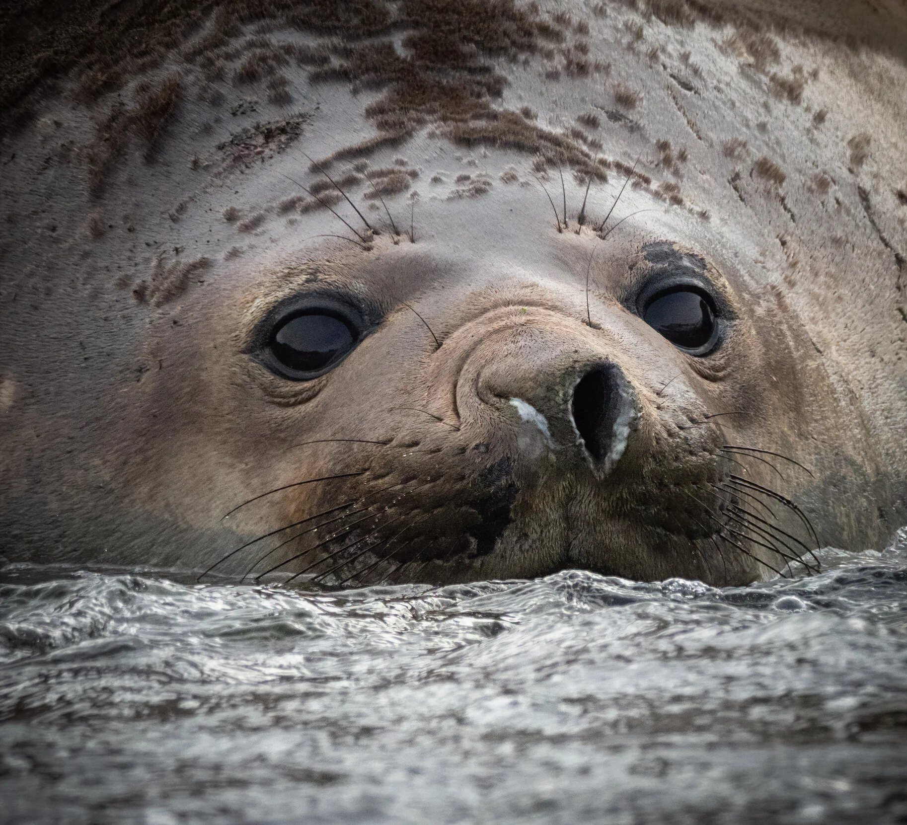 South Georgia - Falklands Expedition Report - Part 11 - Mostly Seals