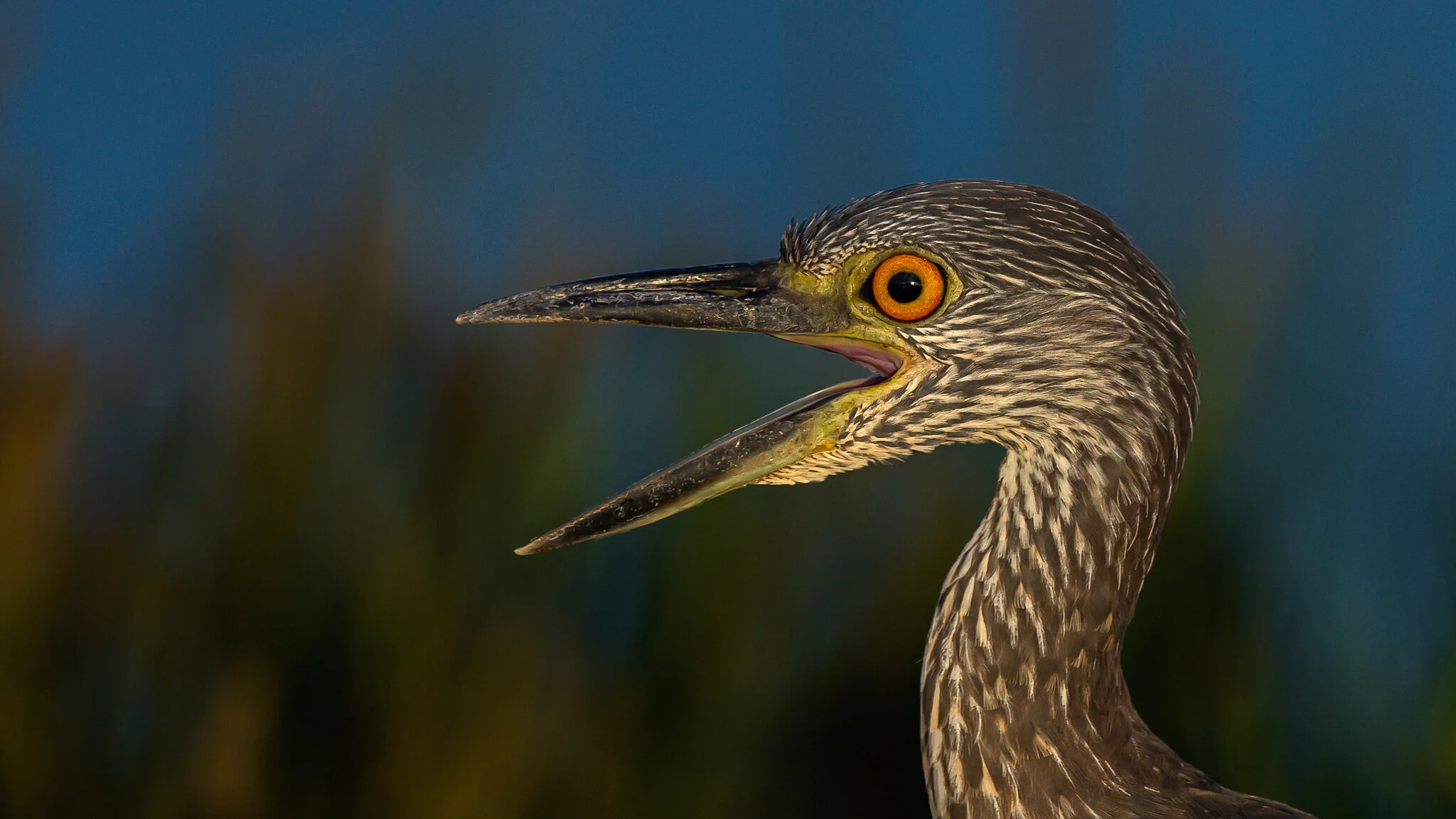 Bird Portraits - Part 1